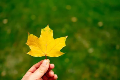 Yellow maple leaf on the green grass of the lawn. Foto stock