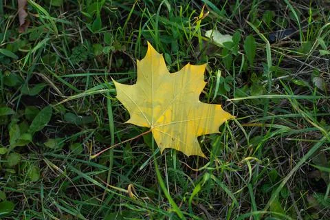 Yellow maple leaf on green grass in autumn Stock Photos