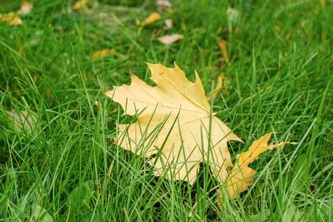 Yellow maple leaf in green grass closeup, Hello autumn, background Stock Photos