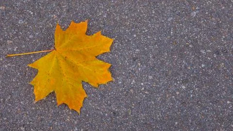 Yellow maple leaf on grey asphalt pavement 写真素材