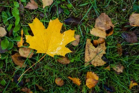 Yellow maple leaf on the ground among green grass Stock Photos