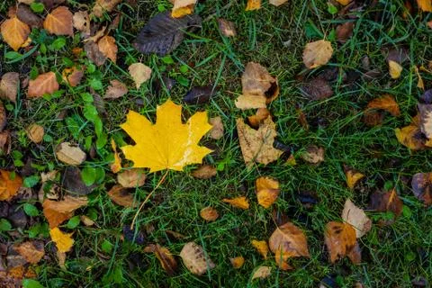 Yellow maple leaf on the ground among green grass Stock Photos