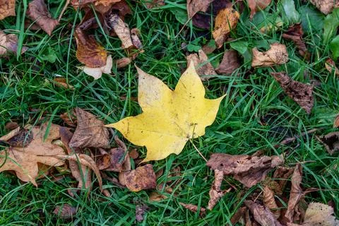 Yellow Maple Leaf on Ground in Autumn Stock Photos