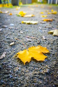 Yellow, maple leaf on the ground, close up shot, Stock Photos