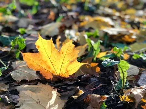 Yellow maple leaf on the ground, close up Foto stock