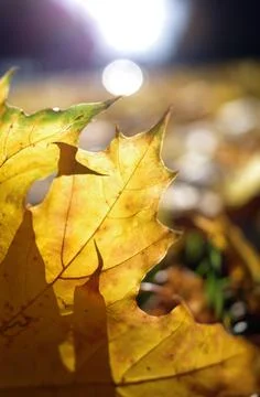 A yellow maple leaf on the ground with light passing through it Stock Photos