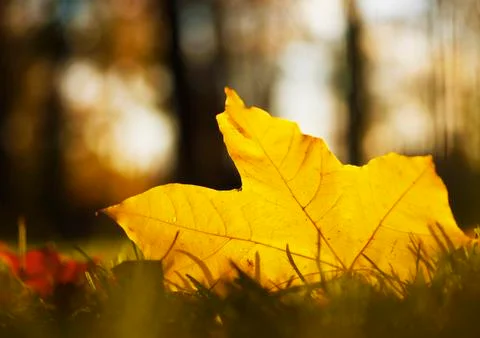 A yellow maple leaf on the ground Stock Photos