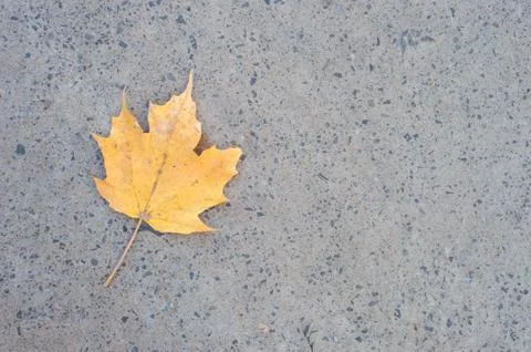 Yellow Maple leaf on the ground Foto stock