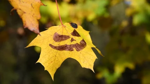 Yellow maple leaf with Halloween face Stock Footage 228883126