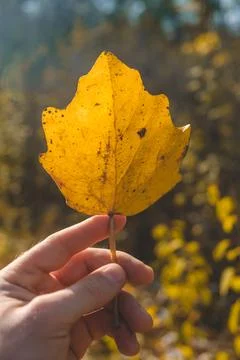 Yellow maple leaf in hand on autumn leaves background Foto stock