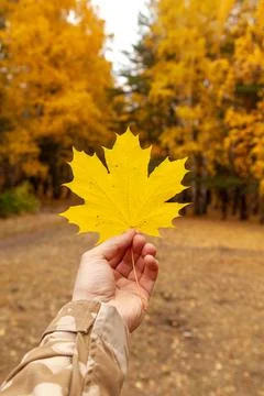 Yellow maple leaf in hand on background of autumn forest Stock Photos