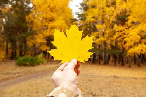 Yellow maple leaf in hand on background of autumn forest Stock Photos