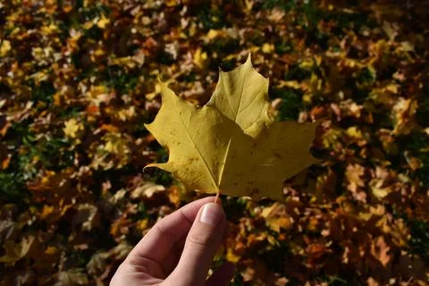 Yellow maple leaf in hand on background of autumn trees. Selective focus. Stock Photos