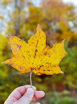 Yellow maple leaf in hand, close-up. Stock Photos