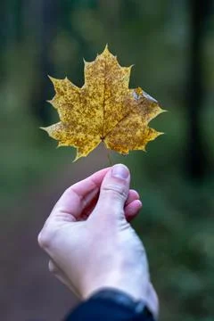 Yellow maple leaf in hand on forest background Stock Photos