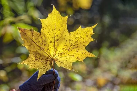 Yellow maple leaf in hand. Hand holds yellow-red maple leaf on background of Stock Photos
