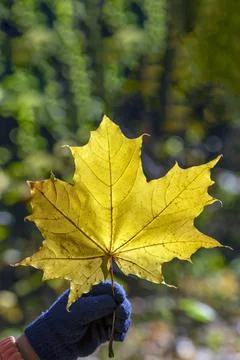 Yellow maple leaf in hand. Hand holds yellow-red maple leaf on background of Stock Photos