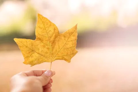 Yellow maple leaf in hand with light blur background for your text Stock Photos