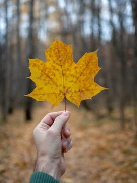 Yellow Maple Leaf in Hand 写真素材