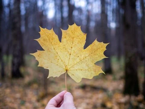 Yellow Maple Leaf in Hand 写真素材