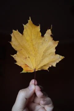 Yellow maple leaf in hand. vertical frame Stock Photos