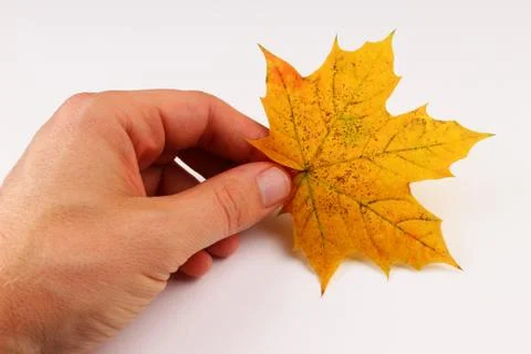 Yellow maple leaf in hand white background Stock Photos