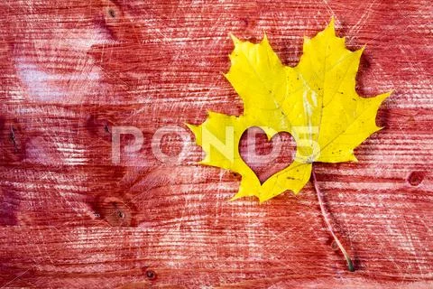 Yellow maple leaf with heart shape Stock Photos