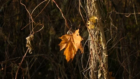 Yellow maple leaf hops creeper Stock Footage 118432523