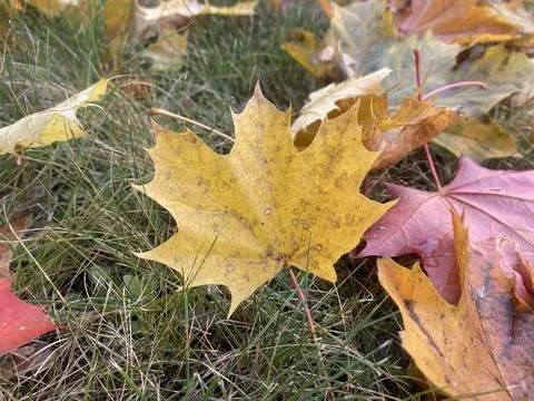 Yellow maple leaf. Horizontal image Stock Photos