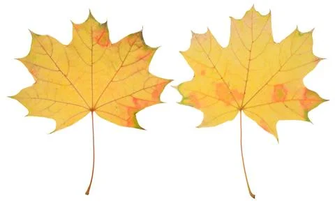 Yellow maple leaf on isolated background Stock Photos