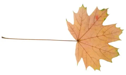 Yellow maple leaf on isolated background Stock Photos