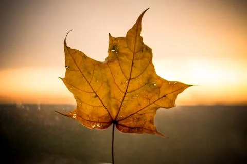 Yellow maple leaf isolated on the sunset background. Seasonal autumn theme 스톡 사진