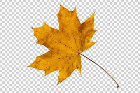 Yellow maple leaf isolated transparent png Stock Photos