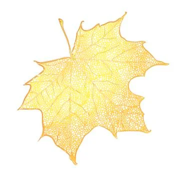Yellow maple leaf isolated on white background. Detailed vector illustration  Stock Illustration