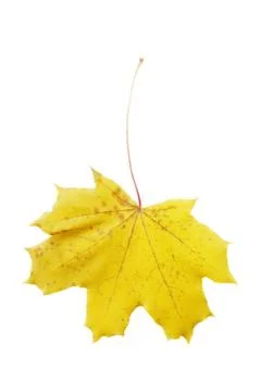 Yellow maple leaf isolated on white background Stock Photos