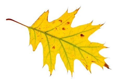 Yellow maple leaf isolated on white background Stock Photos