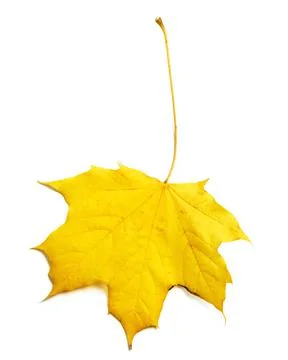 Yellow maple leaf isolated on white. Stock Photos