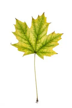 Yellow maple leaf isolated on white background closeup Stock Photos