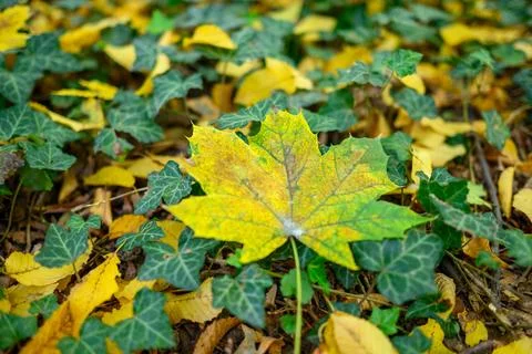Yellow maple leaf on ivy ground in autumn Foto stock