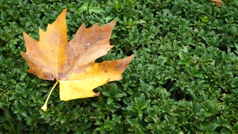 A yellow maple leaf lies on a hedge from euonymus. Video stock 97229492