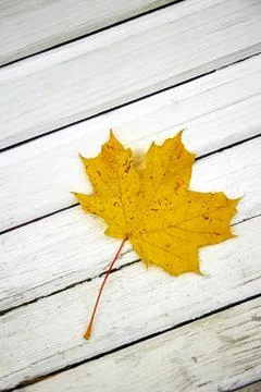 A yellow maple leaf is lying on a bench Stock Photos