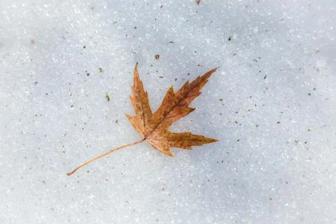Yellow maple leaf lying down on melting snow background Foto stock