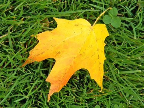 Yellow Maple leaf lying on green grass background Stock Photos