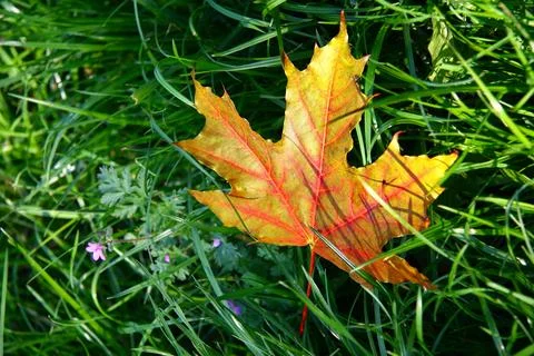 Yellow maple leaf lying on green grass in sunny garden close up with natura.. Fotos de archivo