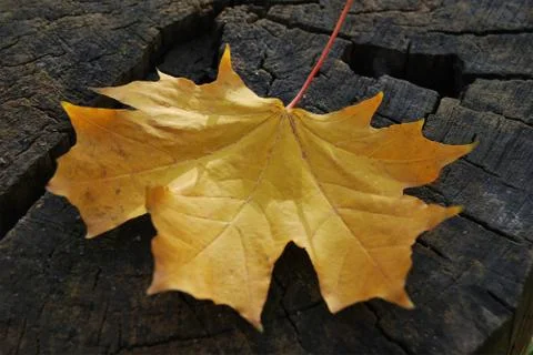 Yellow maple leaf lying on the old stump Stock Photos