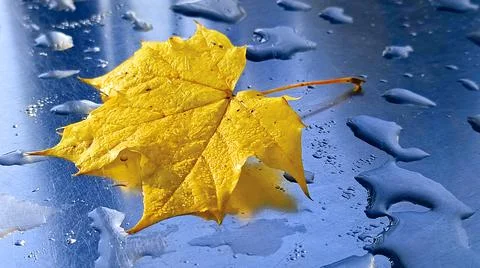 Yellow maple leaf on a metallic surface with raindrop Stock Photos