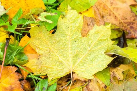 Yellow maple leaf in the middle of many of fall down Stock Photos