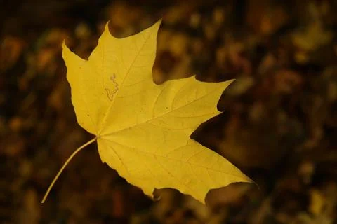 Yellow maple leaf at the moment of falling Stock Photos