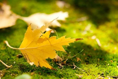 Yellow Maple Leaf on Moss Stock Photos