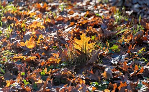 Yellow maple leaf outstand out of the foliage laying on the ground Foto stock
